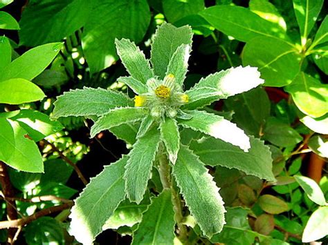 生毛將軍肺積水|阿草伯藥用植物園: 民間草藥(170) 生毛將軍